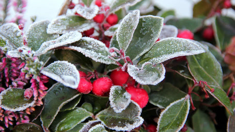 Effektiver Winterschutz für Kübelpflanzen