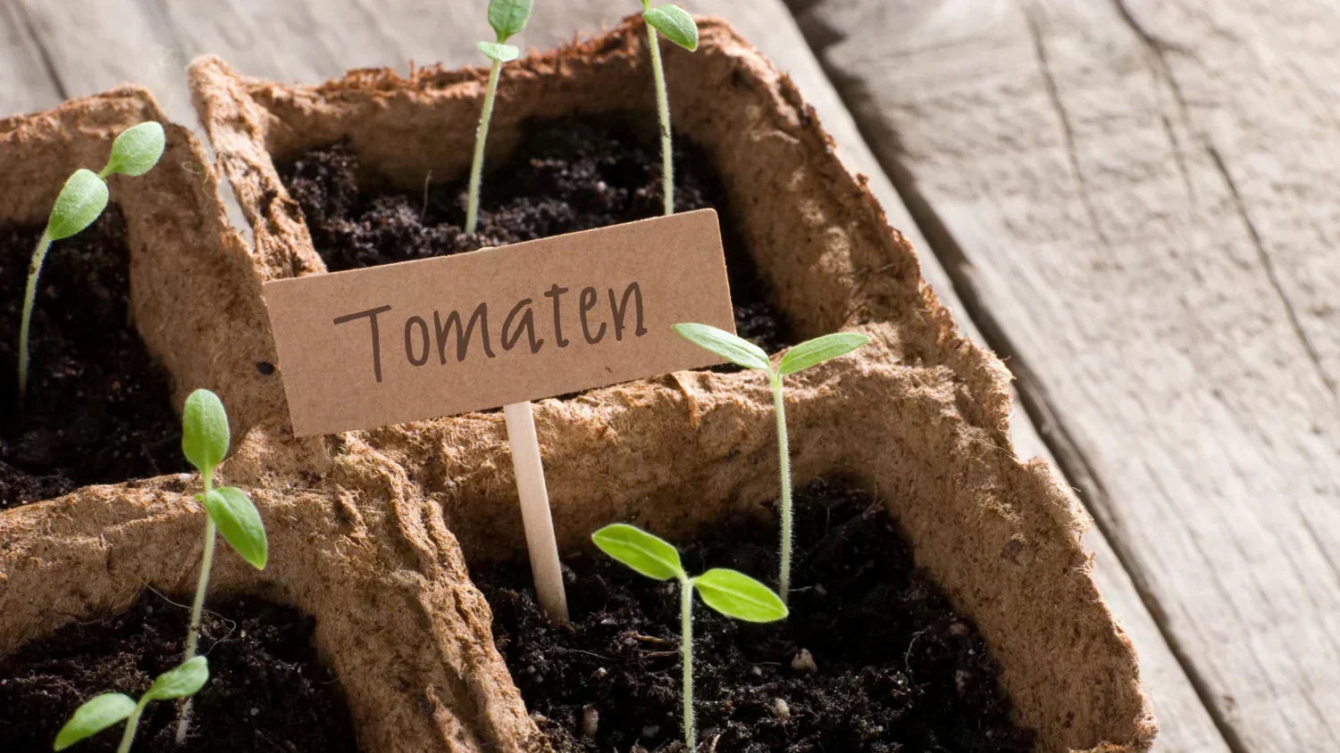 Tomaten-Keimlinge