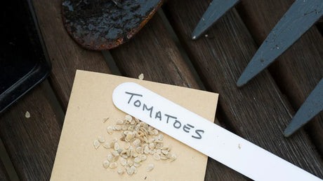 Tomatensamen – selber Samen gewinnen & eigene Tomaten ziehen