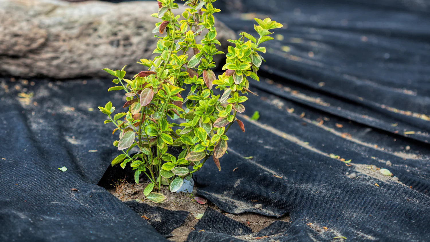 Befreien Sie Ihr Beet von Unkraut mit einem Unkrautvlies!
