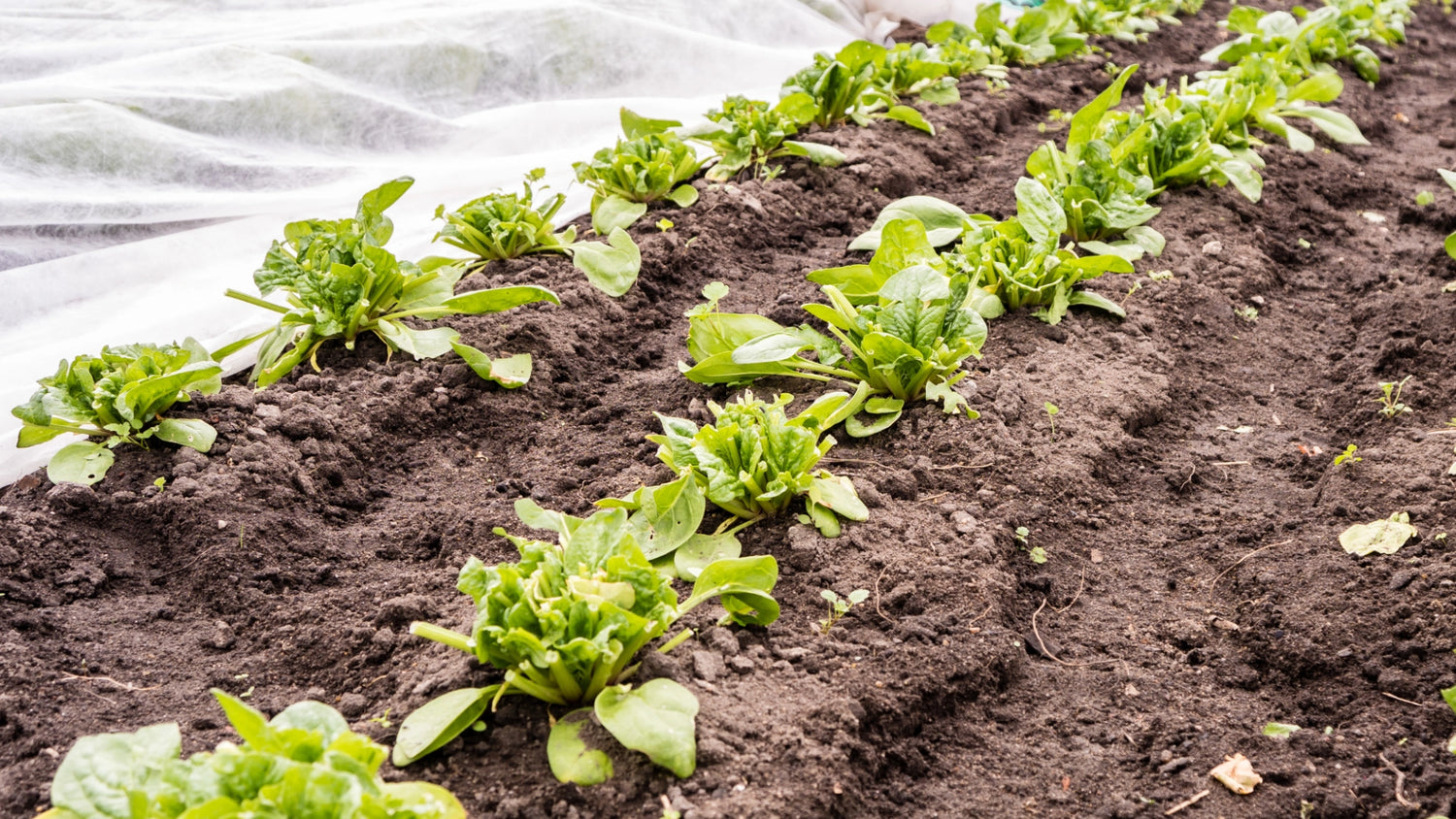 Frühbeete frostfrei: Top-Tipps für effektiven Frostschutz