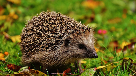 Igel im Garten: Fördern und schützen