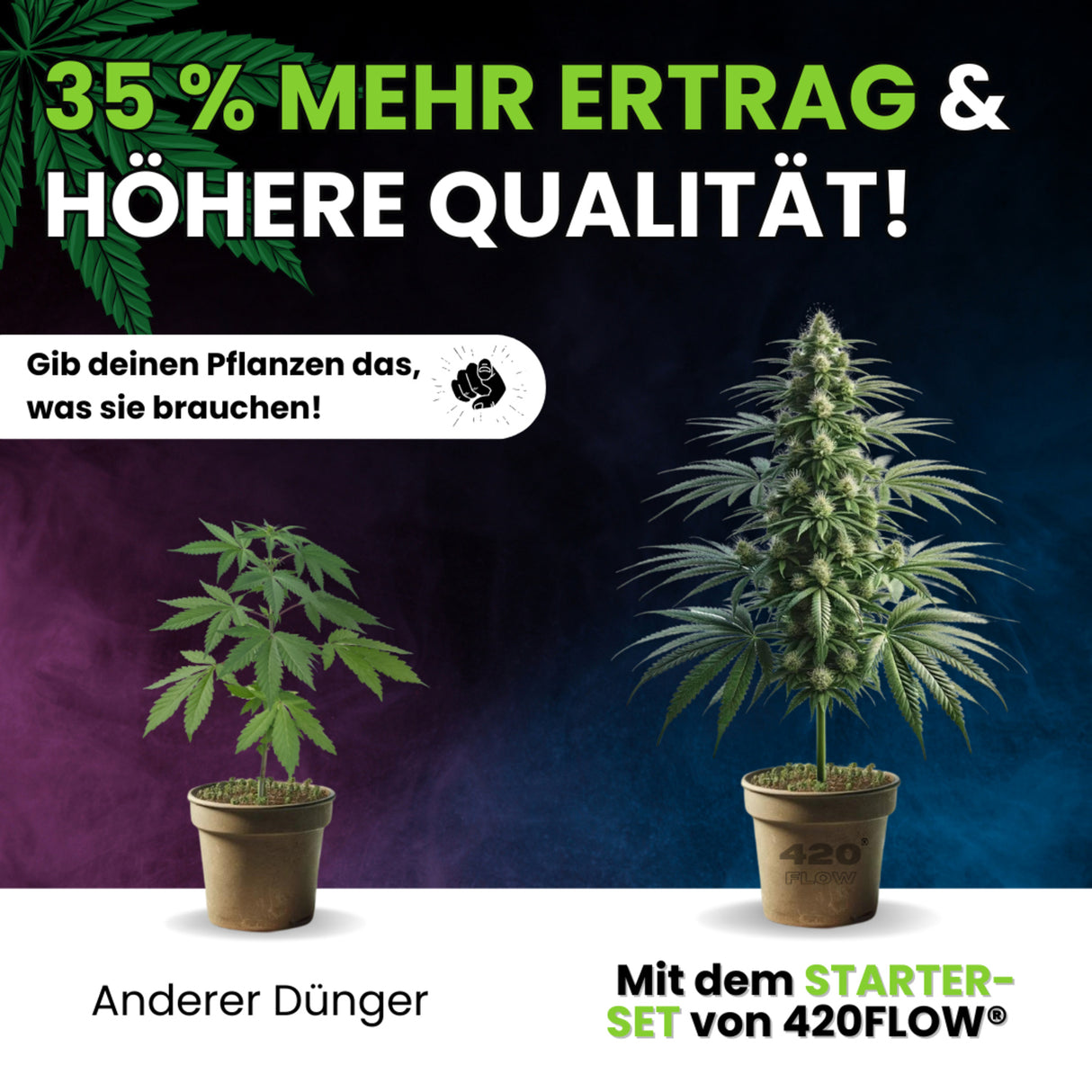 420Flow – Grow Starter Set mit Düngern inkl. 3 Samen Gelato Auto – HaGa-Welt