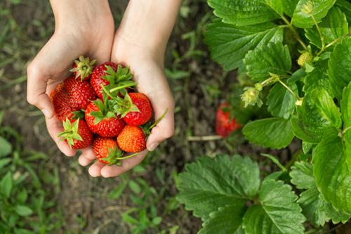 Mineraldünger für Erdbeeren und Walderdbeeren Dünger Düngemittel – HaGa-Welt