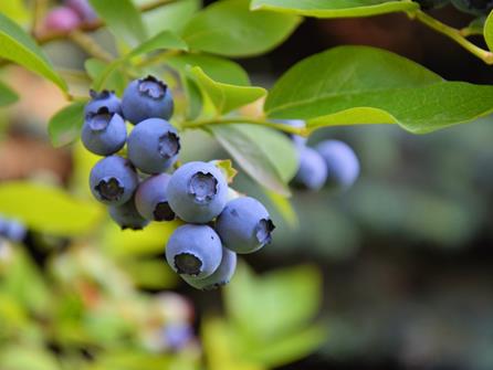 Mineraldünger für Heidelbeeren Dünger Obstdünger Pflanzendünger – HaGa-Welt