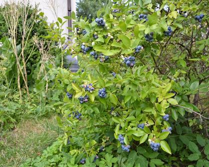 Mineraldünger für Heidelbeeren Dünger Obstdünger Pflanzendünger – HaGa-Welt