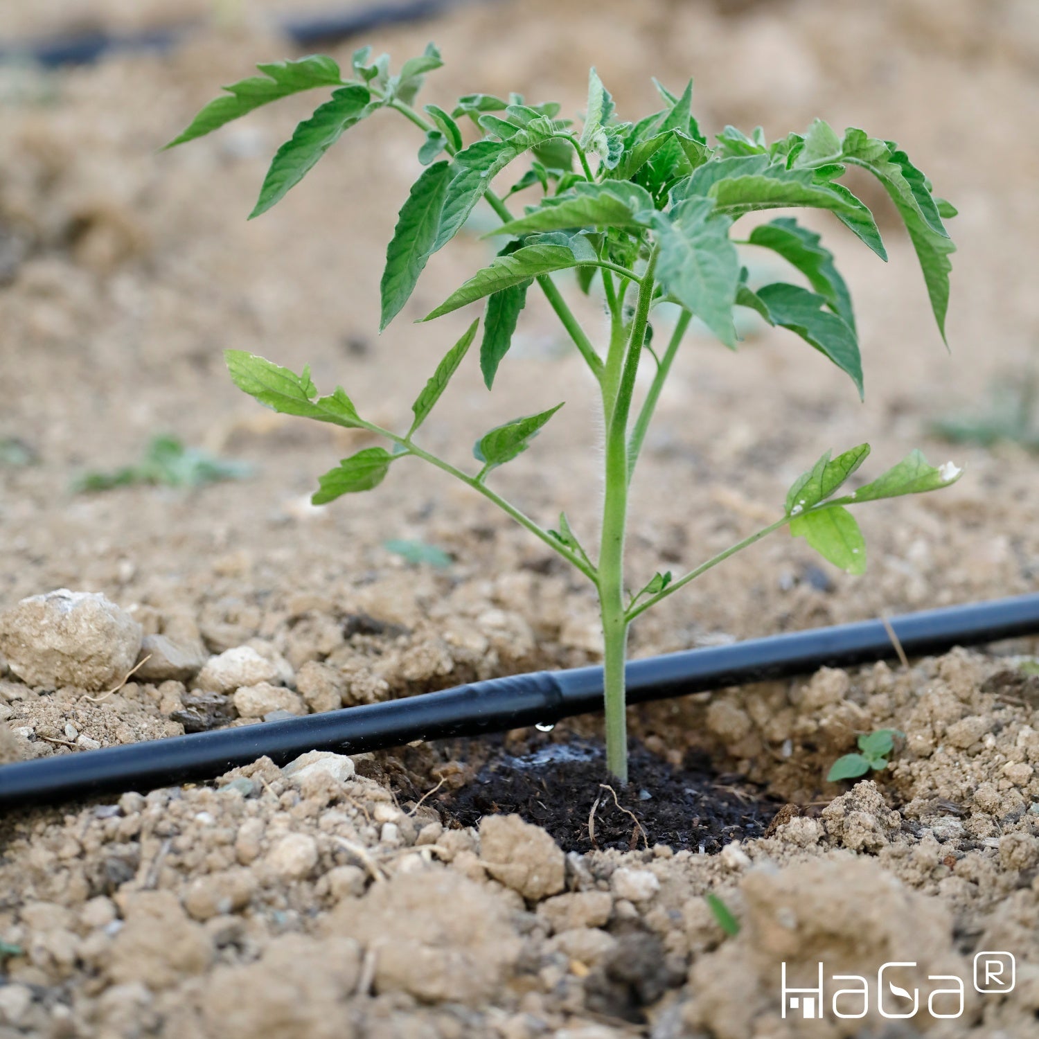 Tropfschlauch 16mm mit Druckkompensierung Perlschlauch Gartenbewässerung in dunkelbraun Meterware – HaGa-Welt