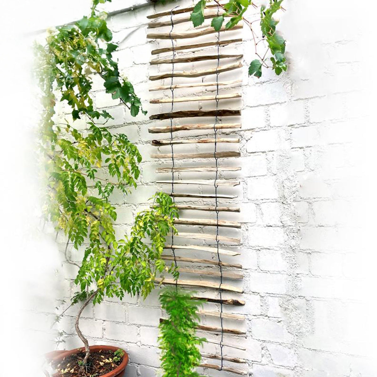 Haselnuss-Rankhilfe - 50x200 cm – HaGa-Welt