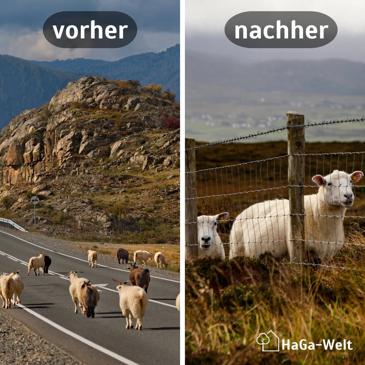 HOLZPFAHL versch. Höhe Baumpfahl, Kiefer, Pfahl, Zaunpfahl, Zaun – HaGa-Welt