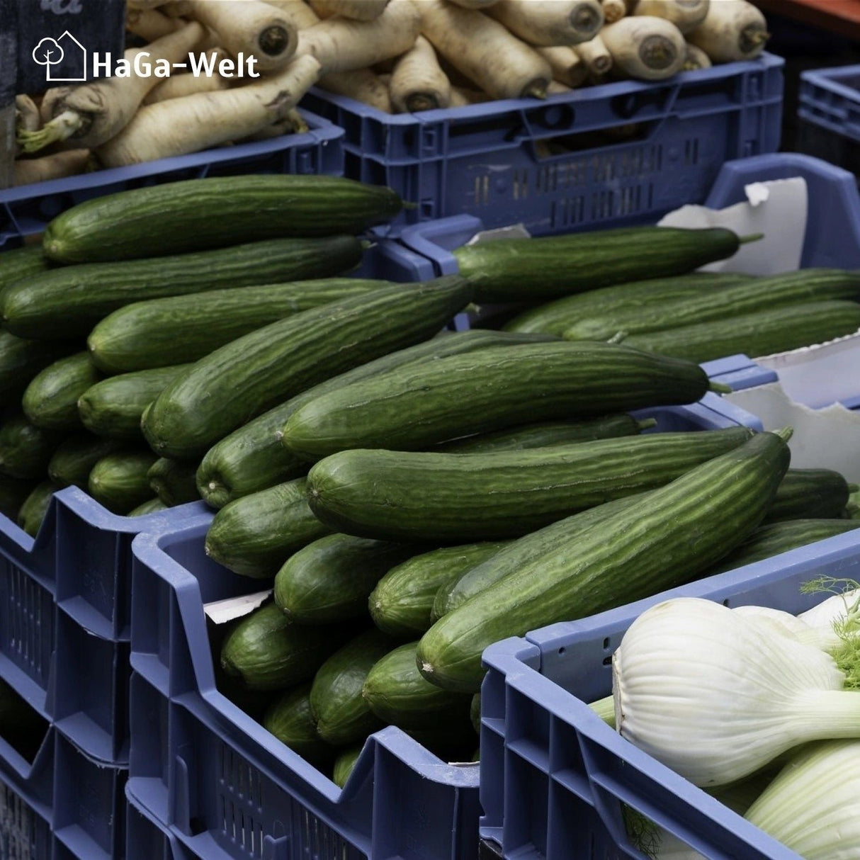 Lagerkiste versch. Abmessungen Obst- und Gemüsekasten stapelbar – HaGa-Welt