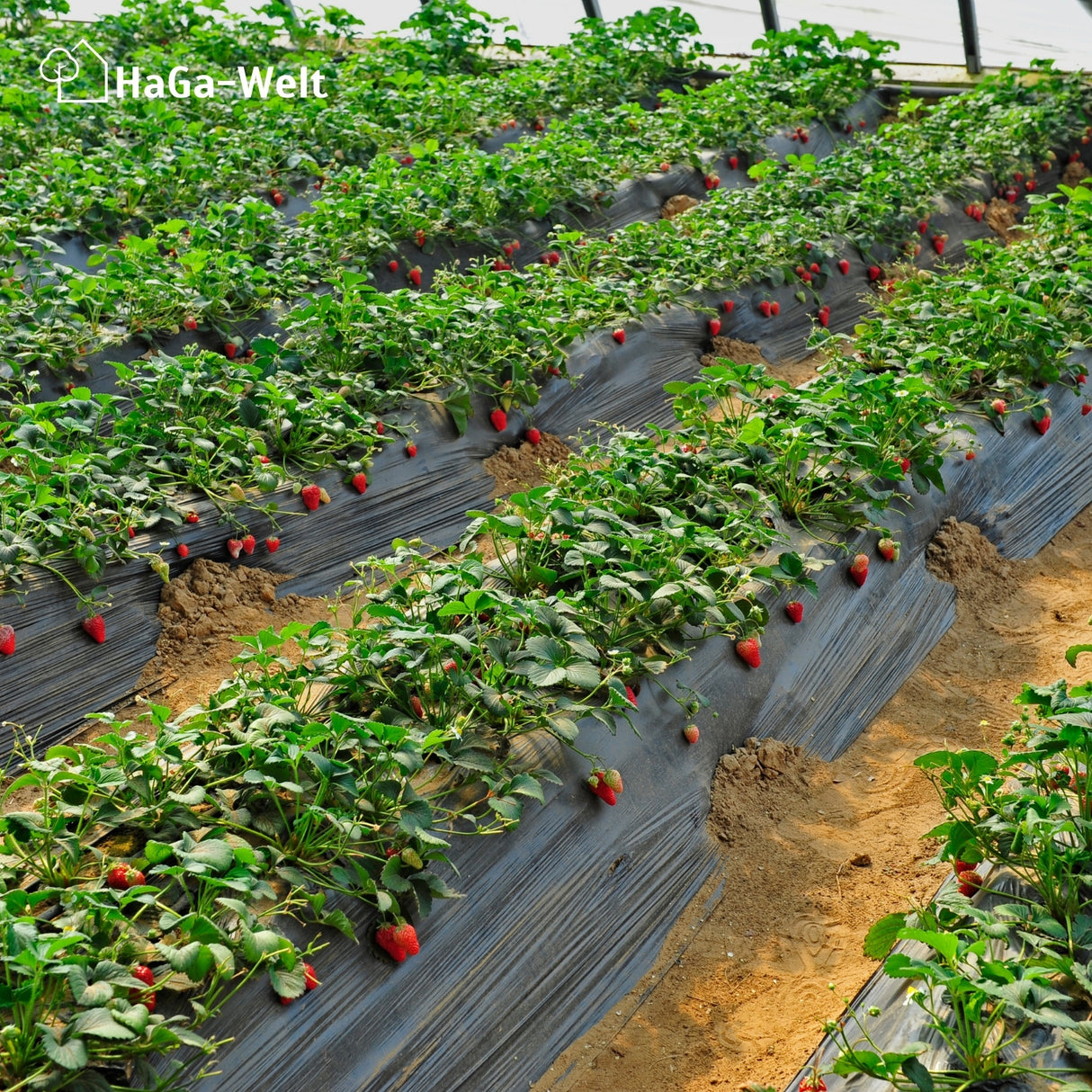 Erdbeerdünger für Erdbeeren und Walderdbeeren – HaGa-Welt