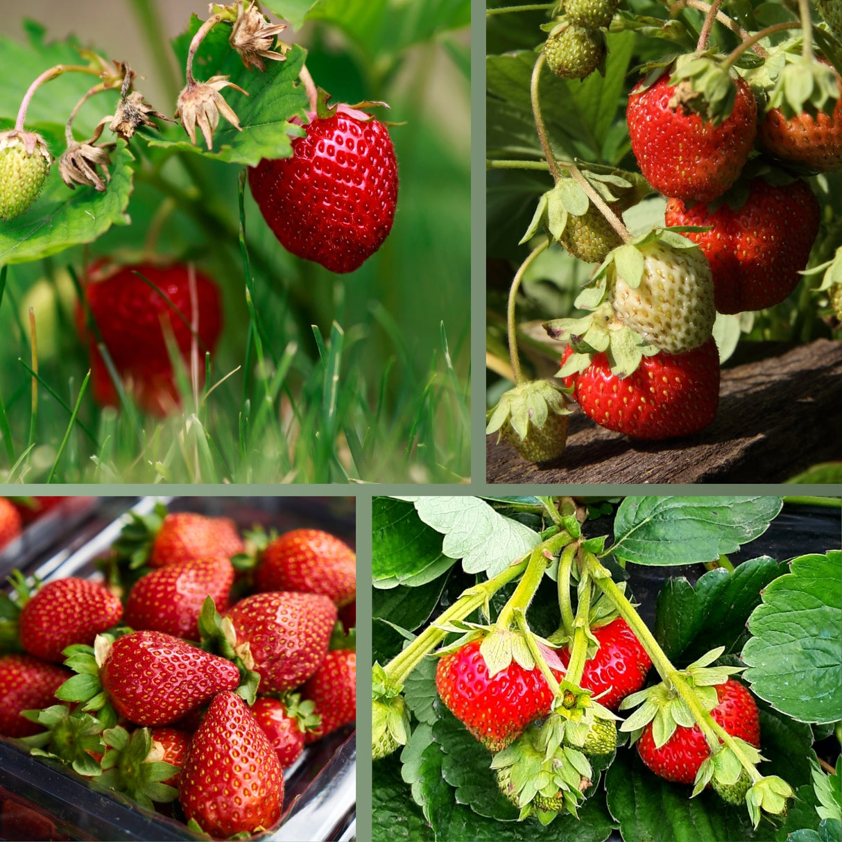 Erdbeerdünger für Erdbeeren und Walderdbeeren – HaGa-Welt