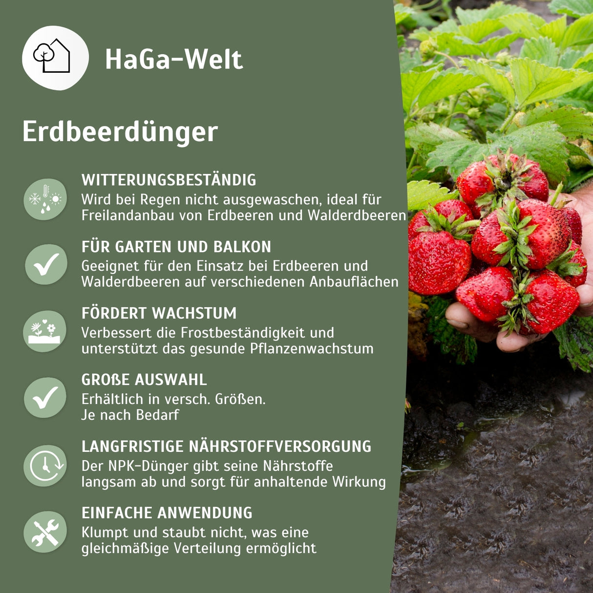 Erdbeerdünger für Erdbeeren und Walderdbeeren – HaGa-Welt
