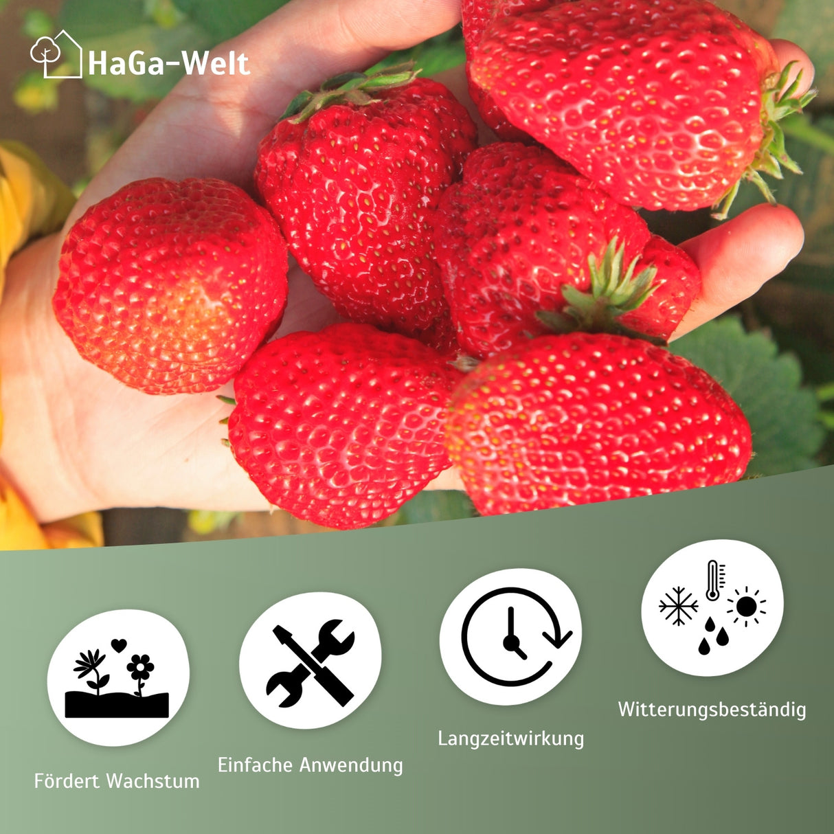 Erdbeerdünger für Erdbeeren und Walderdbeeren – HaGa-Welt