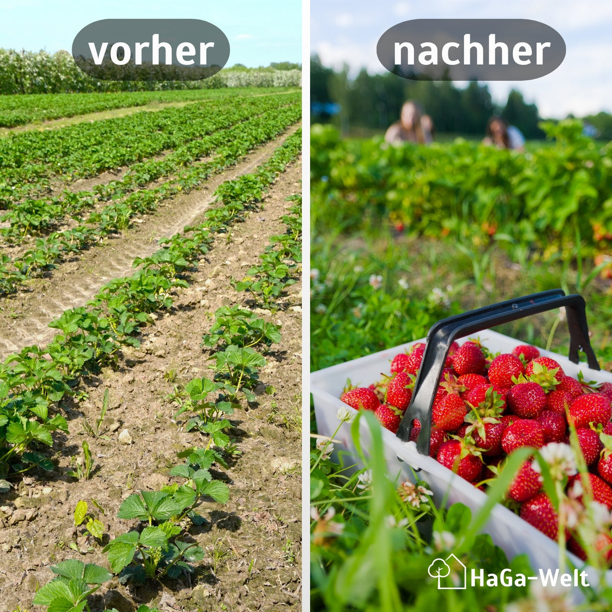 Erdbeermatte in 0,5m Br. Meterware 600g/m² beidseitig mit Naturlatex besprüht – HaGa-Welt