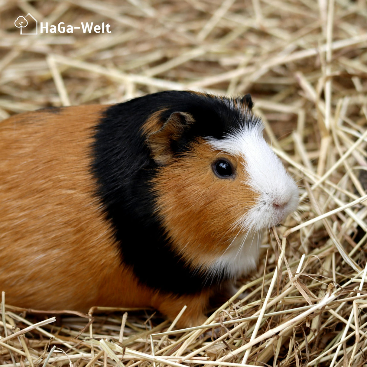 Hanfmatte - atmungsaktive Hanfmatte, perfekte Unterlage für Kleintierstreu – HaGa-Welt