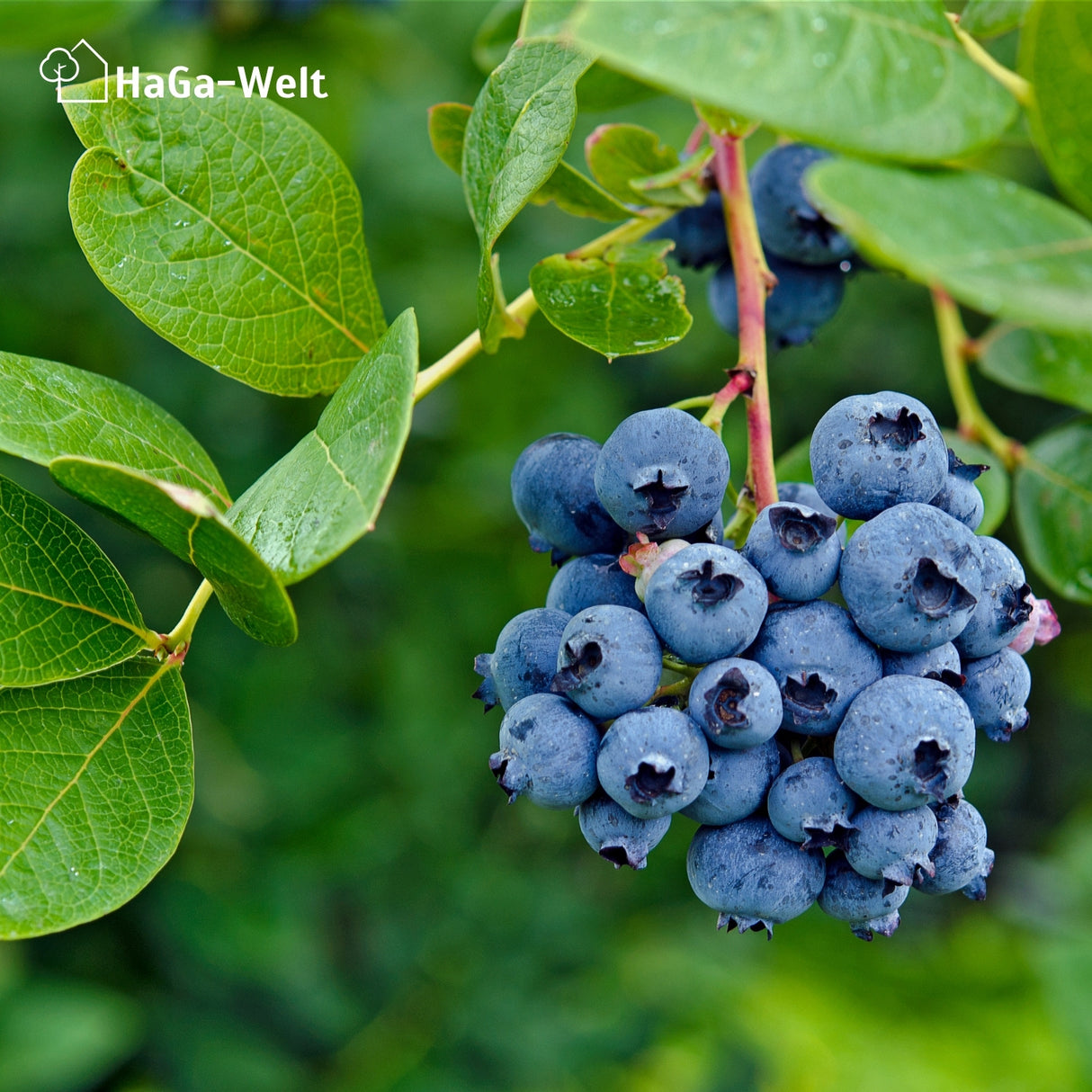 Heidelbeerdünger - Mineraldünger für Heidelbeeren – HaGa-Welt