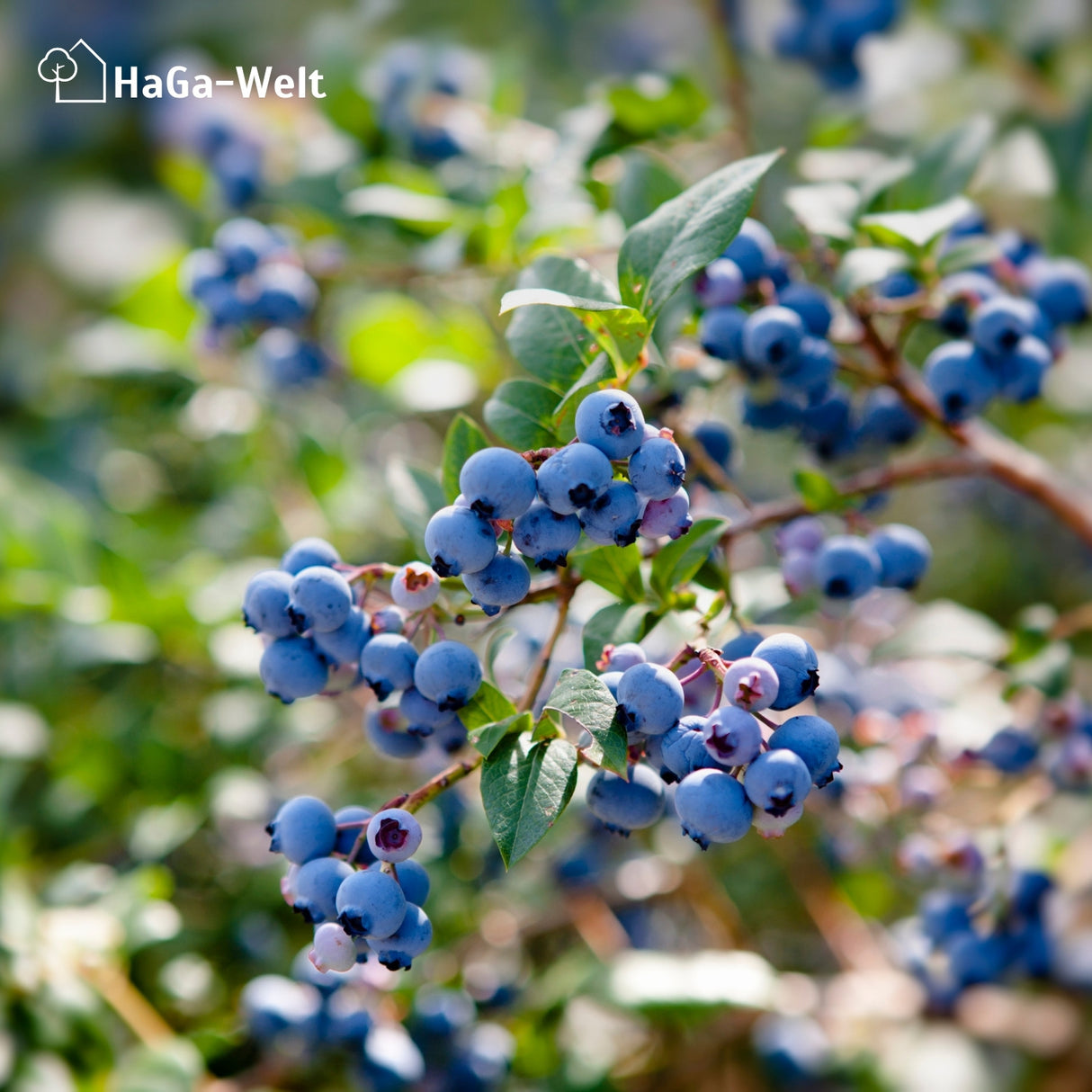 Heidelbeerdünger - Mineraldünger für Heidelbeeren – HaGa-Welt