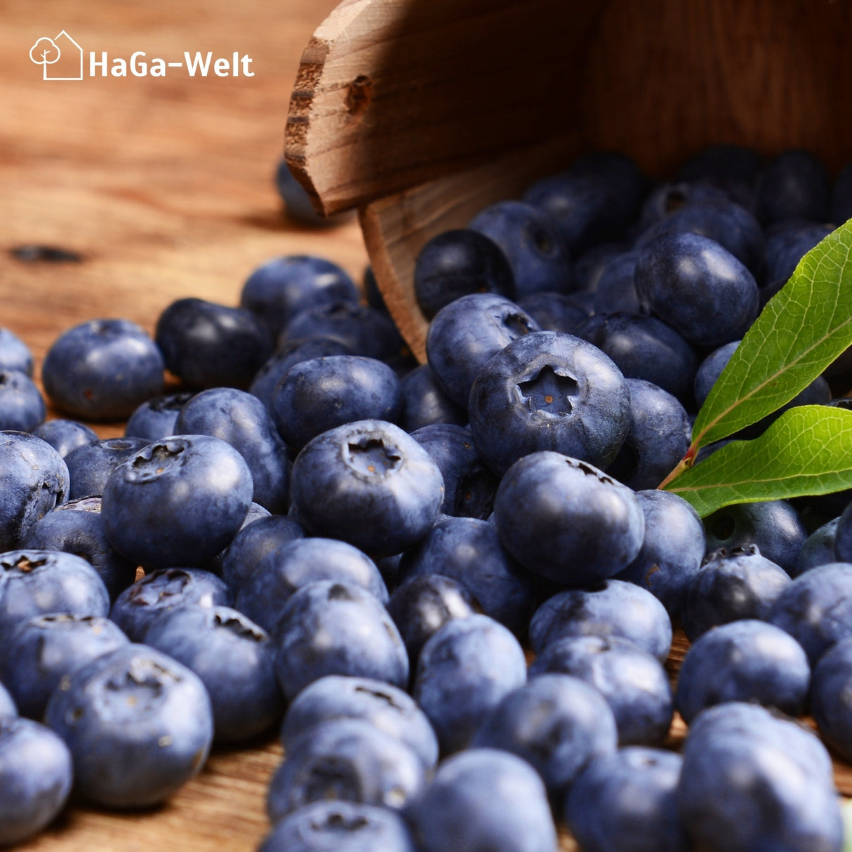 Heidelbeerdünger - Mineraldünger für Heidelbeeren – HaGa-Welt