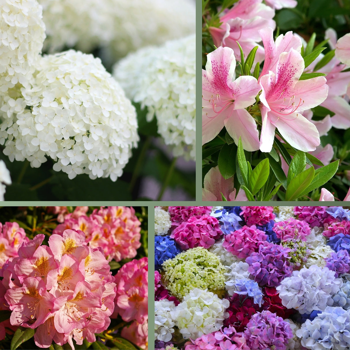 Hortensiendünger – Mineraldünger für Hortensien, Rhododendron & Azaleen – HaGa-Welt