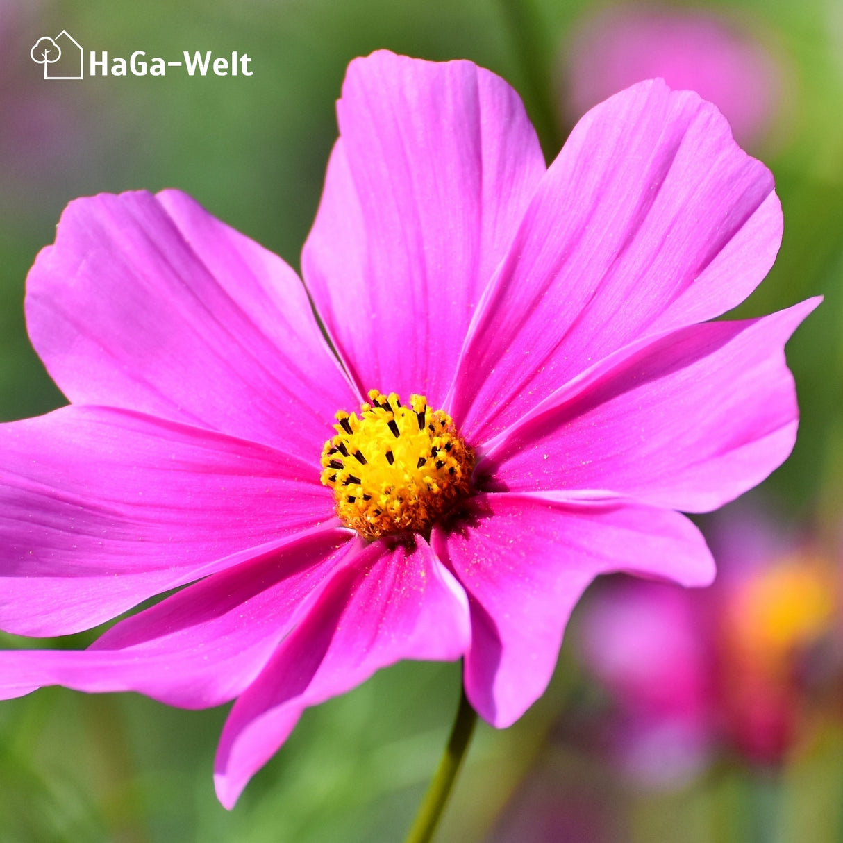 Langzeit Blumendünger - Mineraldünger für Blumen und Pflanzen – HaGa-Welt
