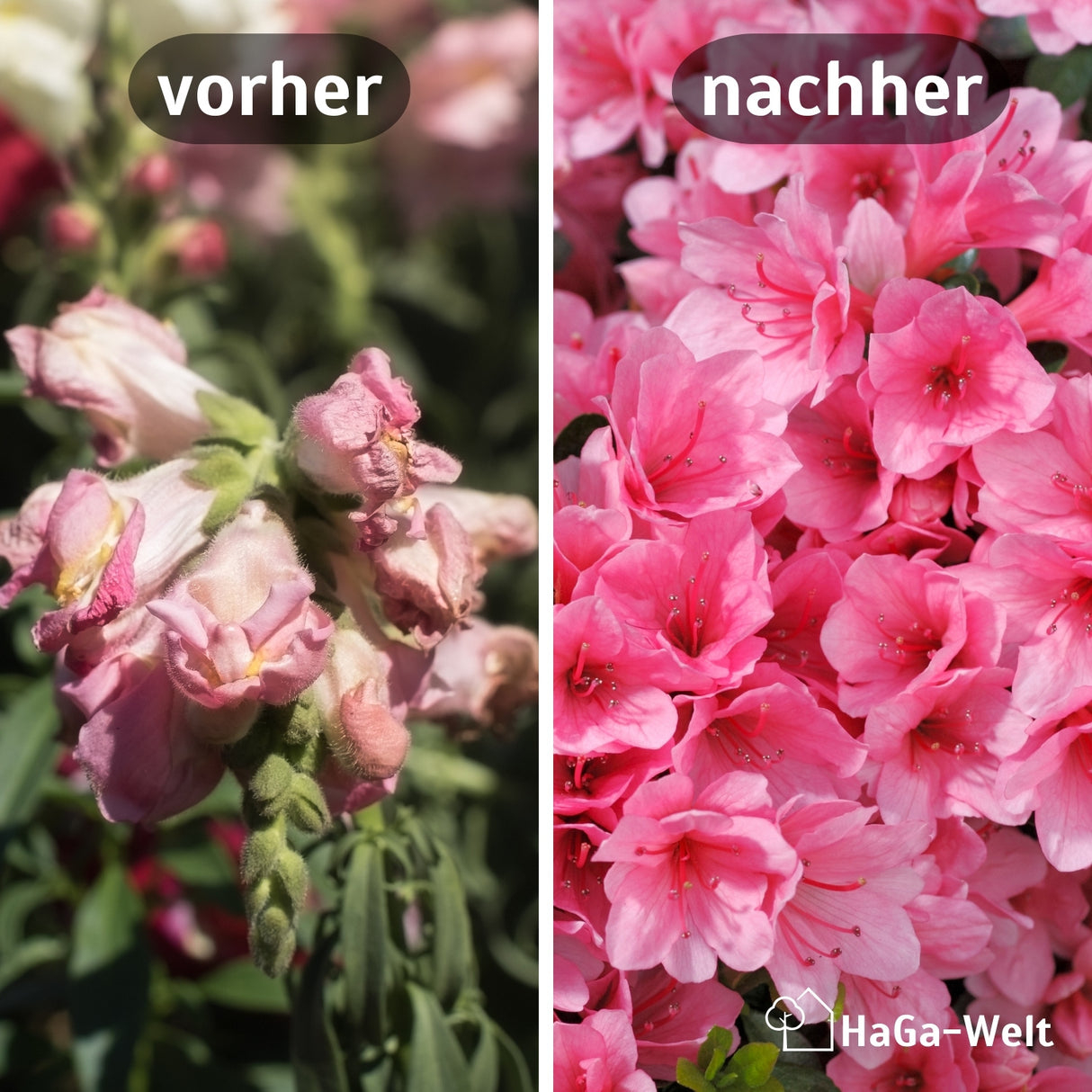 Hortensiendünger – Mineraldünger für Hortensien, Rhododendron & Azaleen – HaGa-Welt