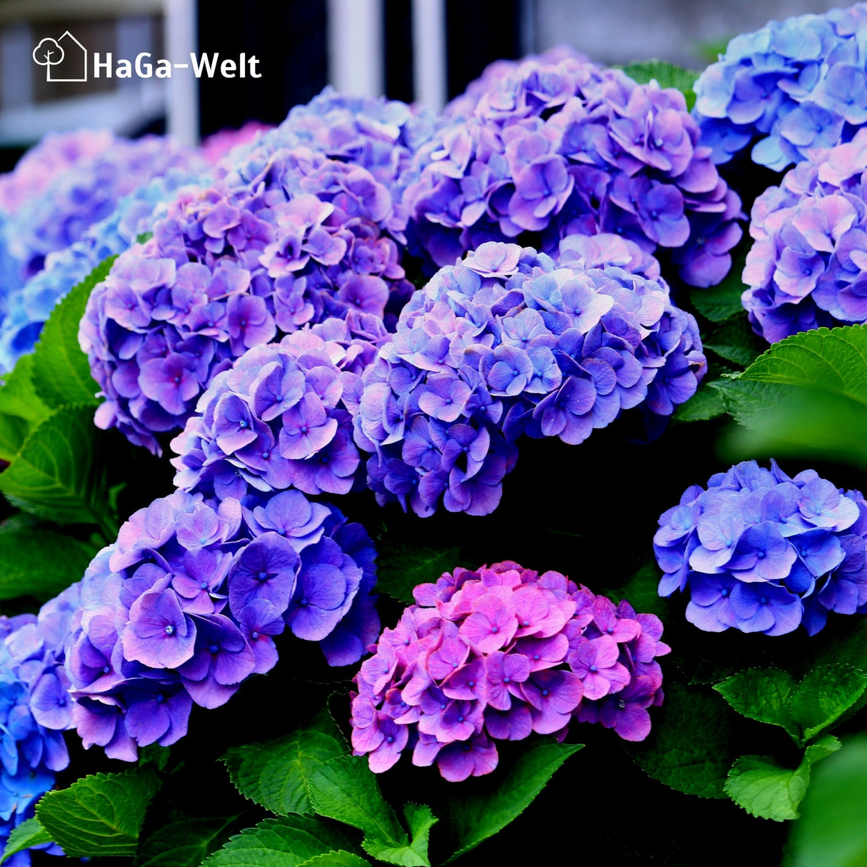 Hortensiendünger – Mineraldünger für Hortensien, Rhododendron & Azaleen – HaGa-Welt