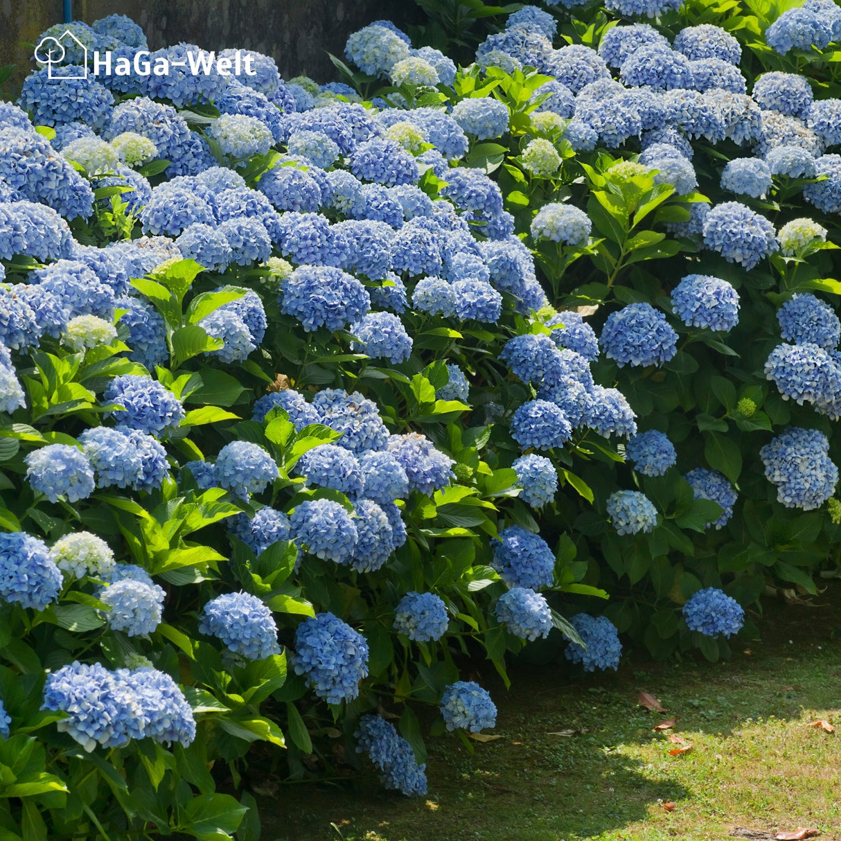 Hortensiendünger – Mineraldünger für Hortensien, Rhododendron & Azaleen – HaGa-Welt