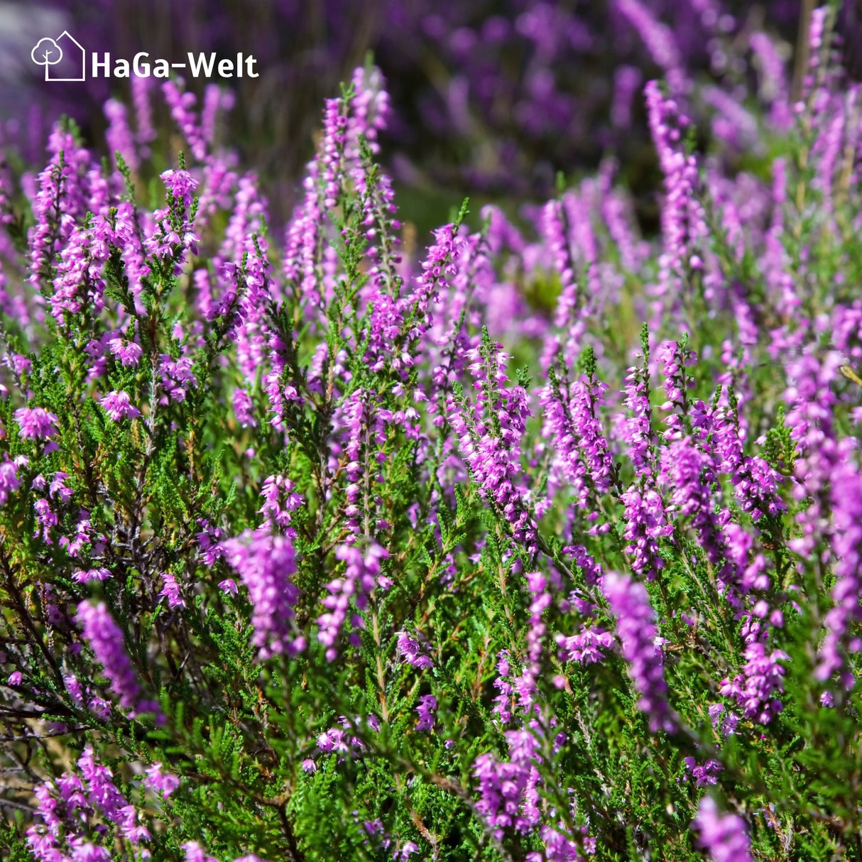Hortensiendünger – Mineraldünger für Hortensien, Rhododendron & Azaleen – HaGa-Welt