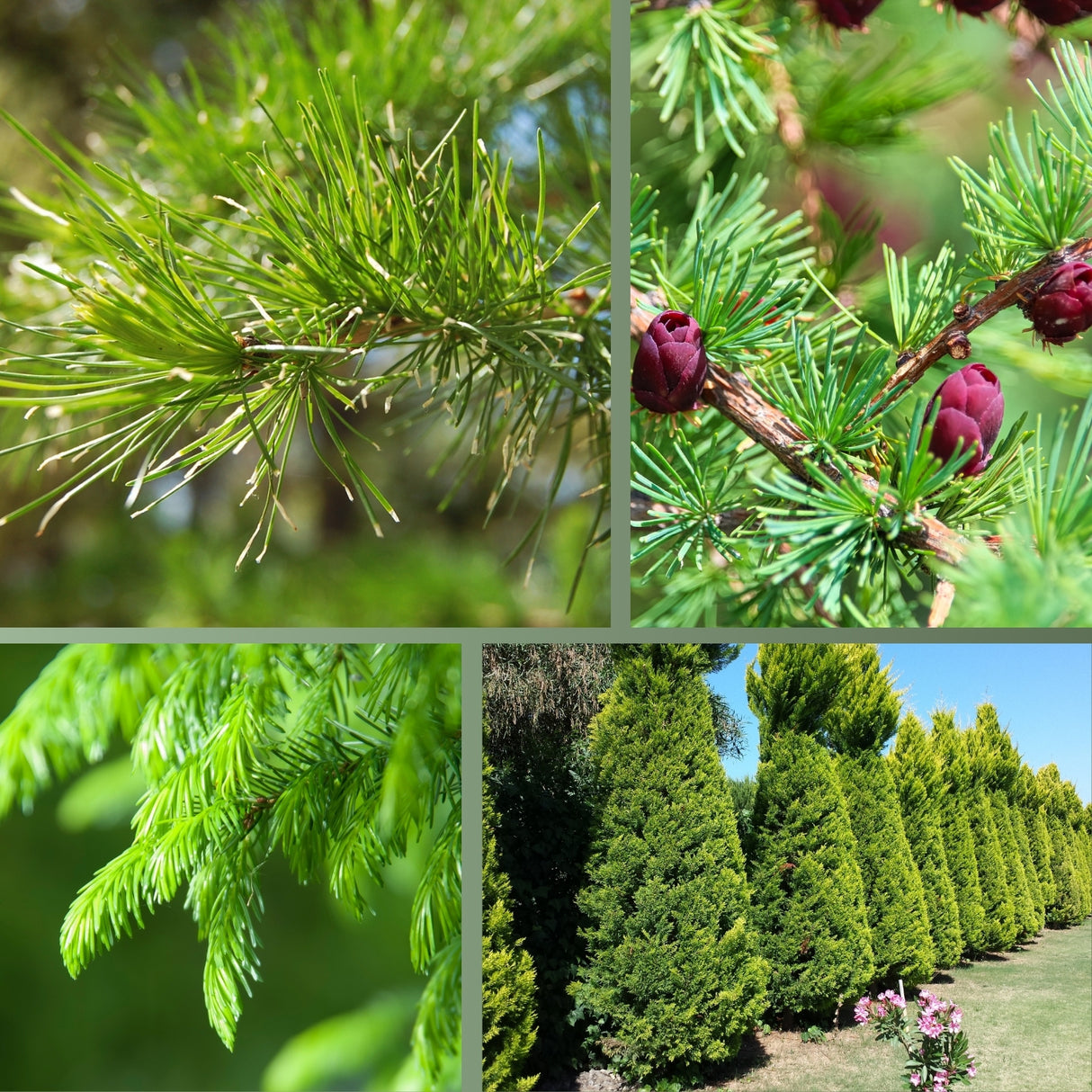 Mineralünger für Nadelbäume - perfekt für Koniferen und Eibenhecken – HaGa-Welt