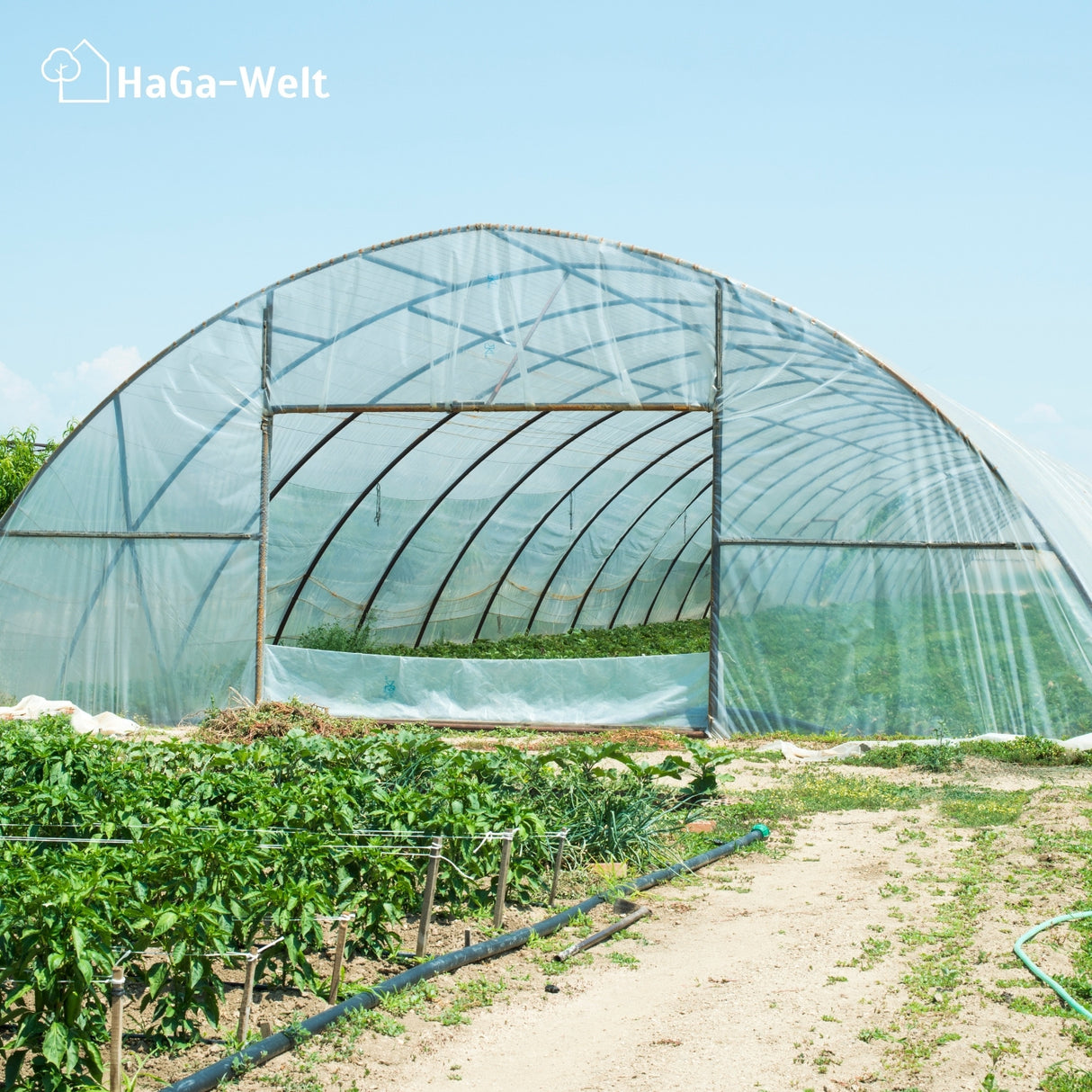 Gewächshausfolie UV2 – geeignet für Folientunnel und Gewächshäuser – HaGa-Welt