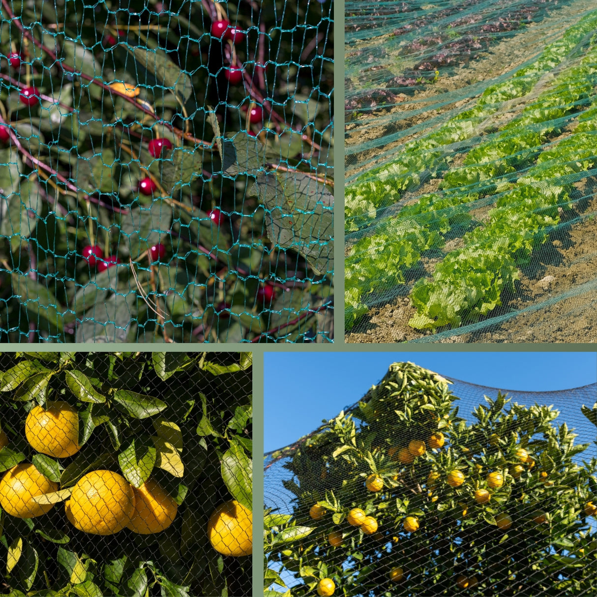 Vogelschutznetz – effektiver Schutz vor Vogelfraß – HaGa-Welt