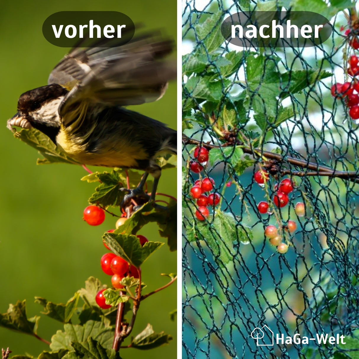 Vogelschutznetz – effektiver Schutz vor Vogelfraß – HaGa-Welt