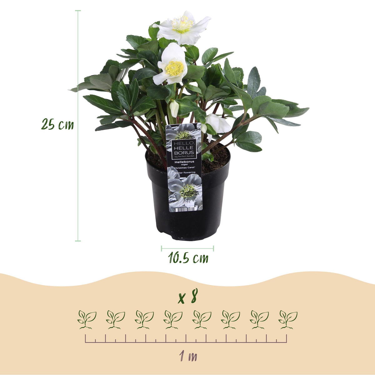 2x Helleborus niger 'Christmas Carol' – Christmas rose – White – pot Ø 10.5 cm – height 25 cm including pot