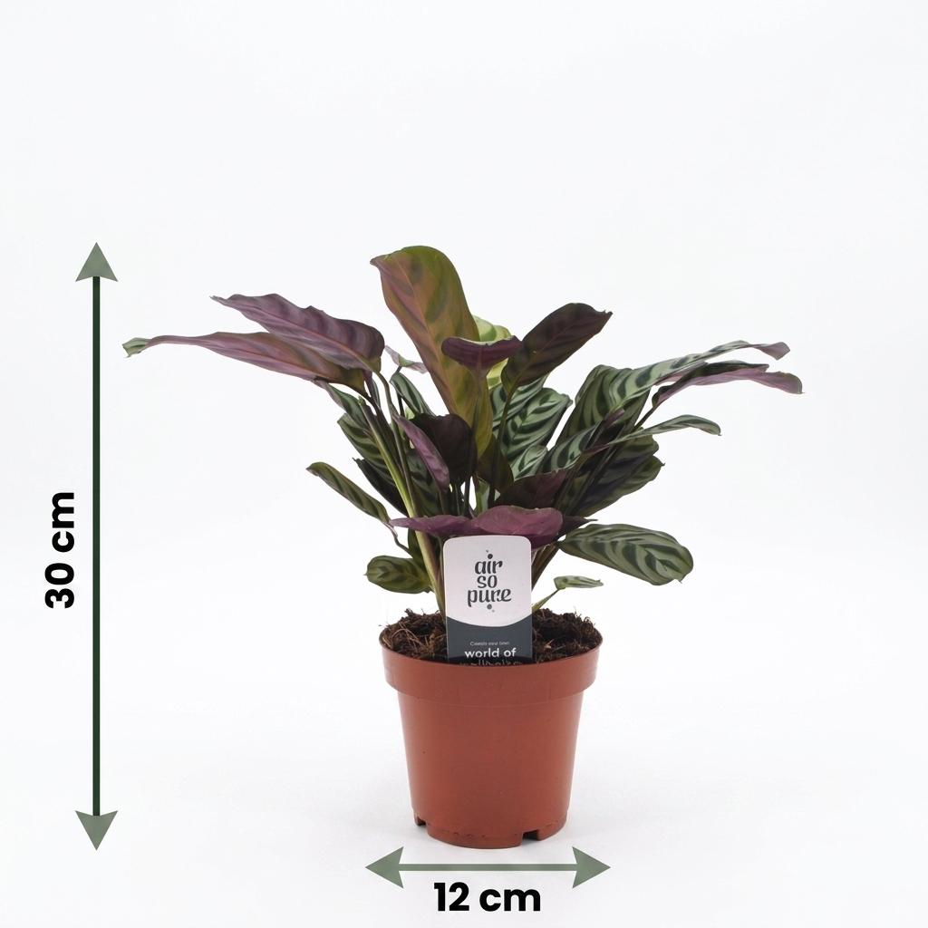 Ctenanthe Burle Marxii - Fischgräten-Gebetspflanze - 1 Pflanze - mit Weißem Topf - Topf 12cm - Höhe - 30cm