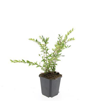 24x Lonicera pileata 'Purple Pearl' - ↕10-25cm - Ø9cm – HaGa-Welt