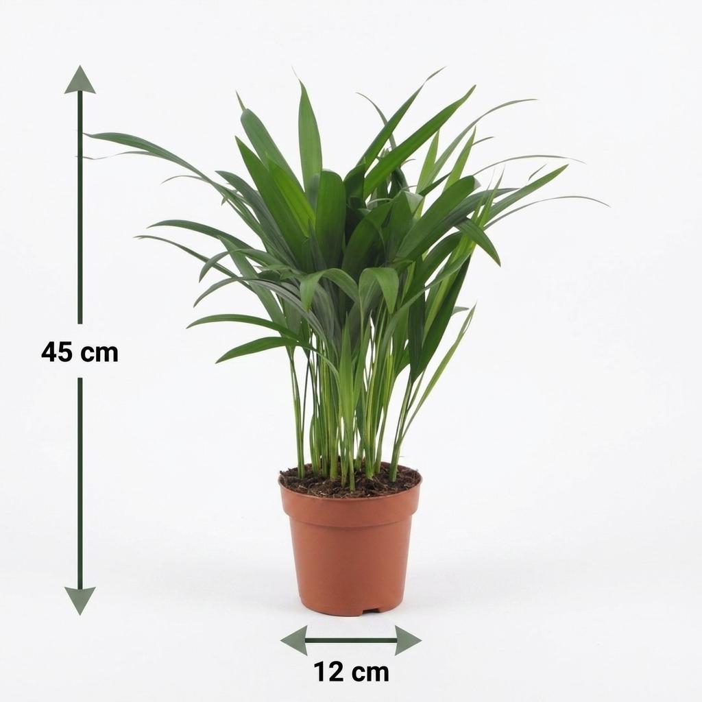 Areca Lutescens - Goldfruchtpalme - 1 Plant - mit Potter Wit - Topf 12cm - Höhe - 45cm