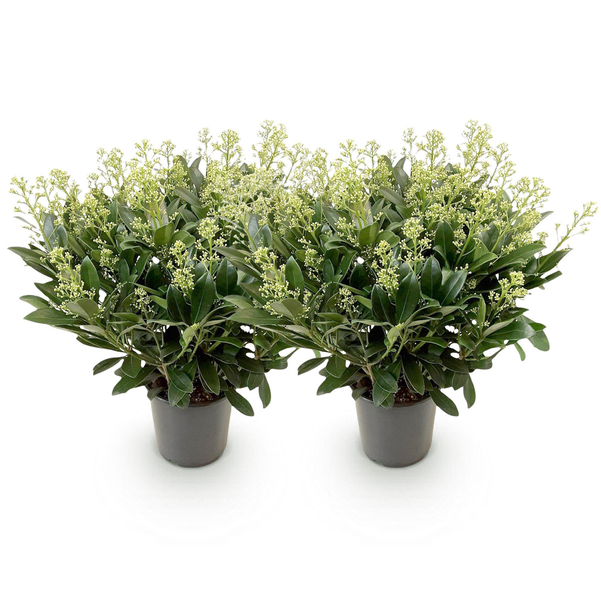 2x Skimmia japonica 'Finchy' – Skimmie – Hellgrüne bis cremefarbene Knospen, weiße Blüten – Topf Ø 19 cm – Höhe 60 cm inkl. Topf – HaGa-Welt