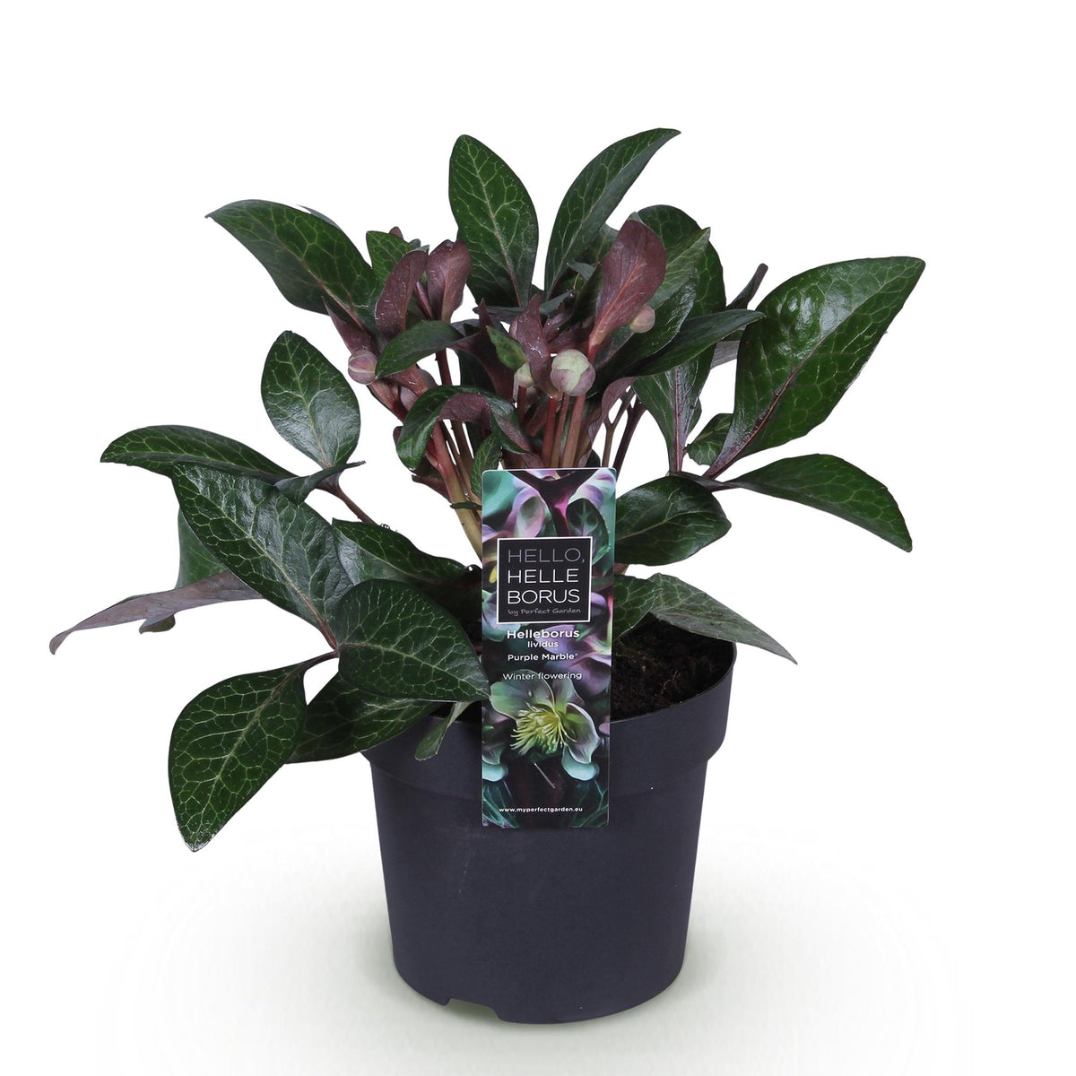 1x Helleborus lividus 'Purple Marble' – Hellébore – Vert crème nuancé de rose pourpré – pot Ø 14 cm – hauteur 35 cm pot inclus