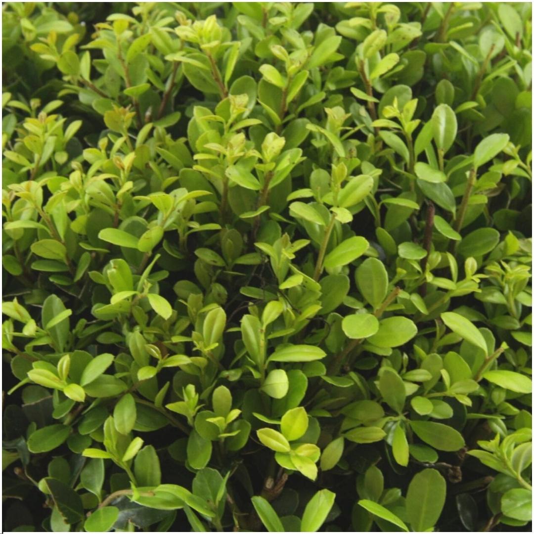 1x 6 pack Ilex crenata 'Jenny' - 6 x Ø7 cm - ↕15 cm – HaGa-Welt