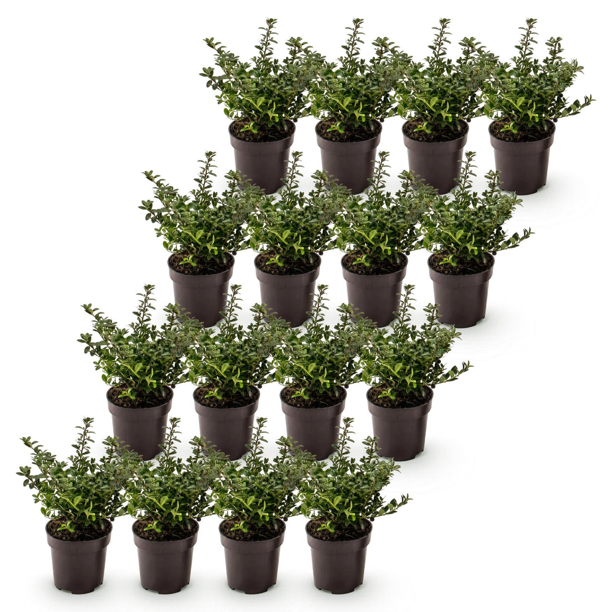 16x Ilex crenata Stokes - Japanische Stechpalme - Heckenpflanzen - Immergrün - Grün - Topf 9cm - Höhe 20-30cm – HaGa-Welt