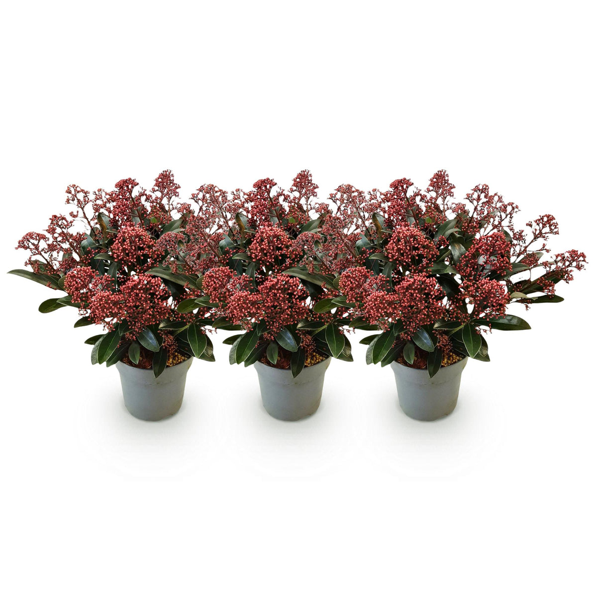 3x Skimmia japonica 'Rubella' – Skimmie – Rote Knospen, später weiße Blüten – Topf Ø 15 cm – Höhe 30 cm inkl. Topf – HaGa-Welt