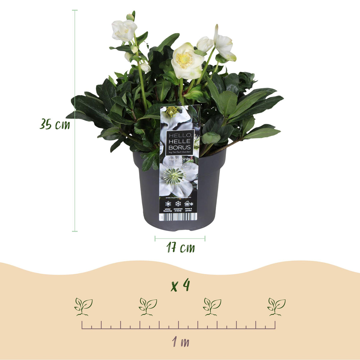 1x Helleborus niger 'Christmas Carol' – Christrose – Weiß – Topf Ø 17 cm – Höhe 35 cm inkl. Topf