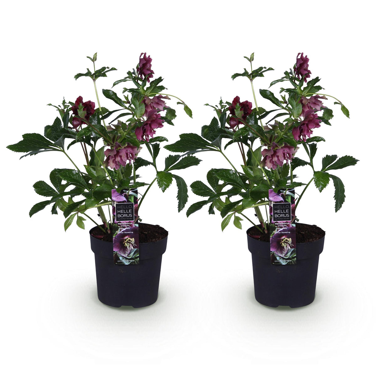 2x Helleborus orientalis 'Double Ellen Red' – Lenzrose – Rot – Topf Ø 14 cm – Höhe 35 cm inkl. Topf – HaGa-Welt