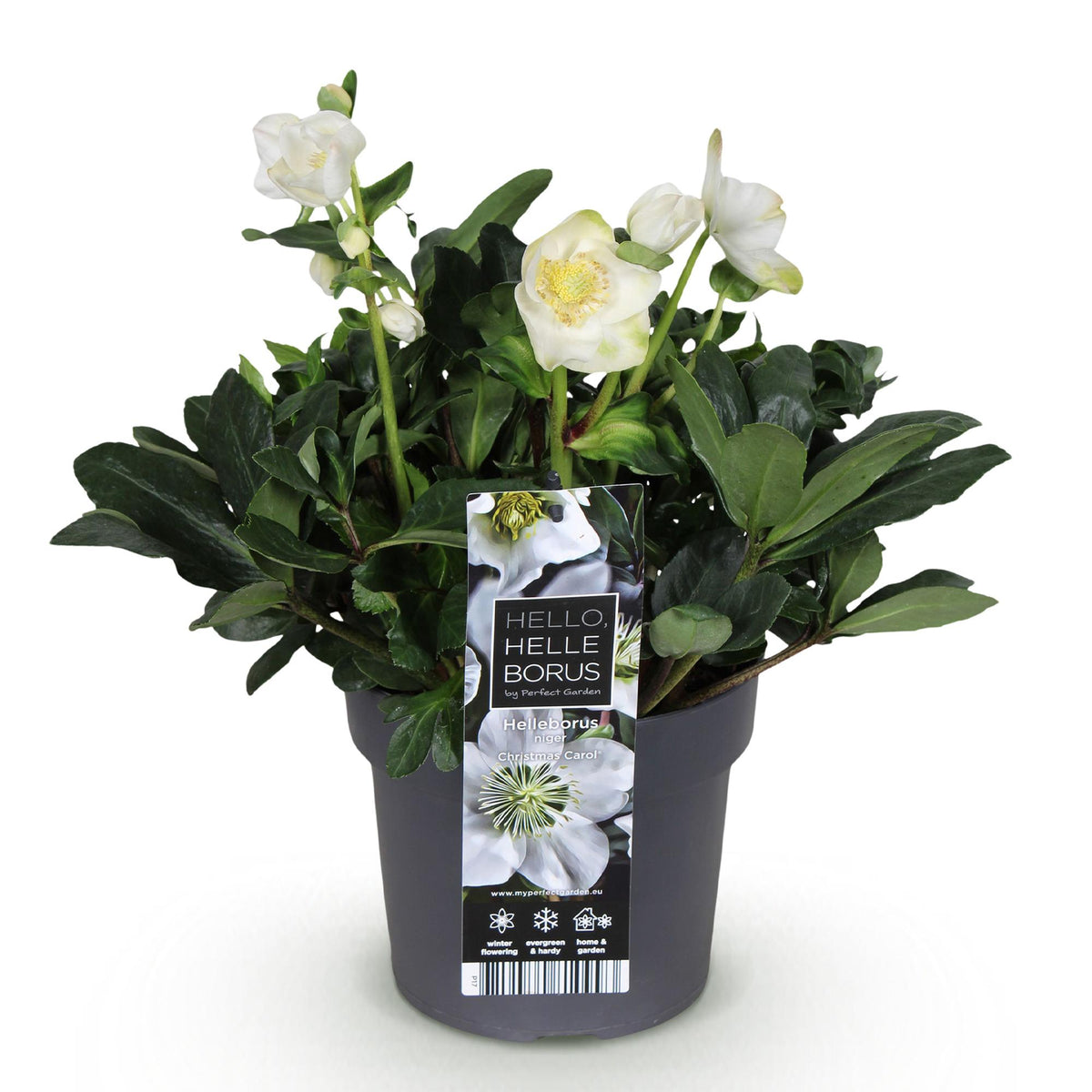 1x Helleborus niger 'Christmas Carol' – Christrose – Weiß – Topf Ø 17 cm – Höhe 35 cm inkl. Topf