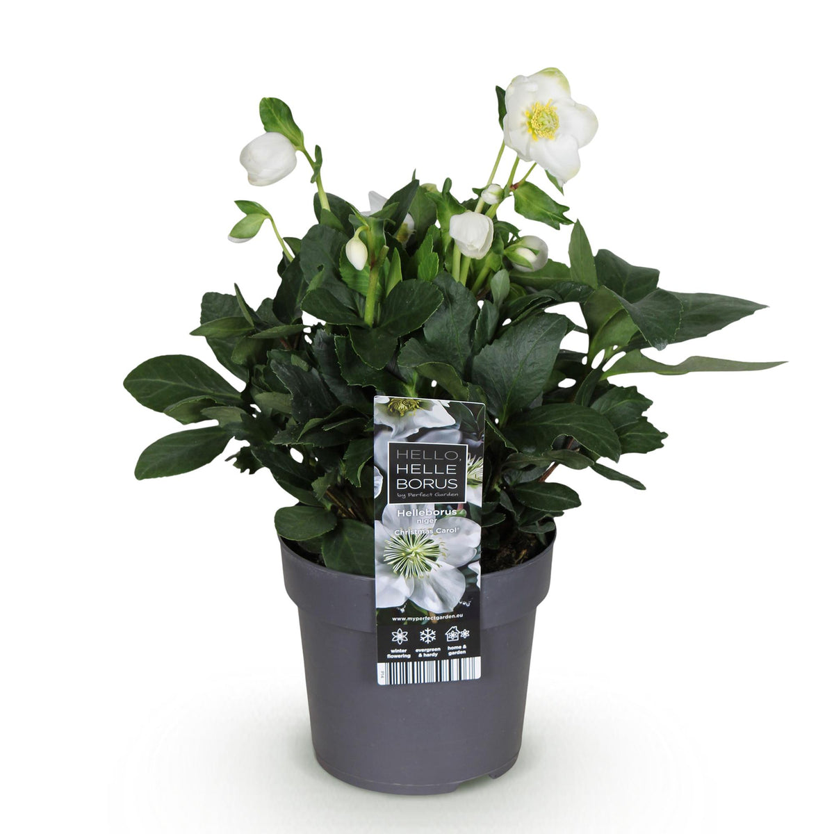 1x Helleborus niger 'Christmas Carol' – Christrose – Weiß – Topf Ø 14 cm – Höhe 30 cm inkl. Topf