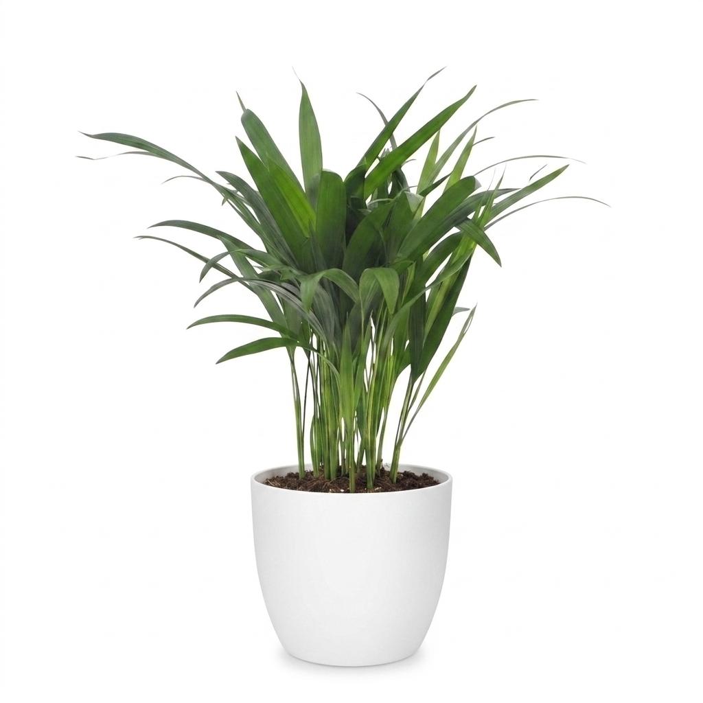 Areca Lutescens - Goldfruchtpalme - 1 Plant - mit Potter Wit - Topf 12cm - Höhe - 45cm