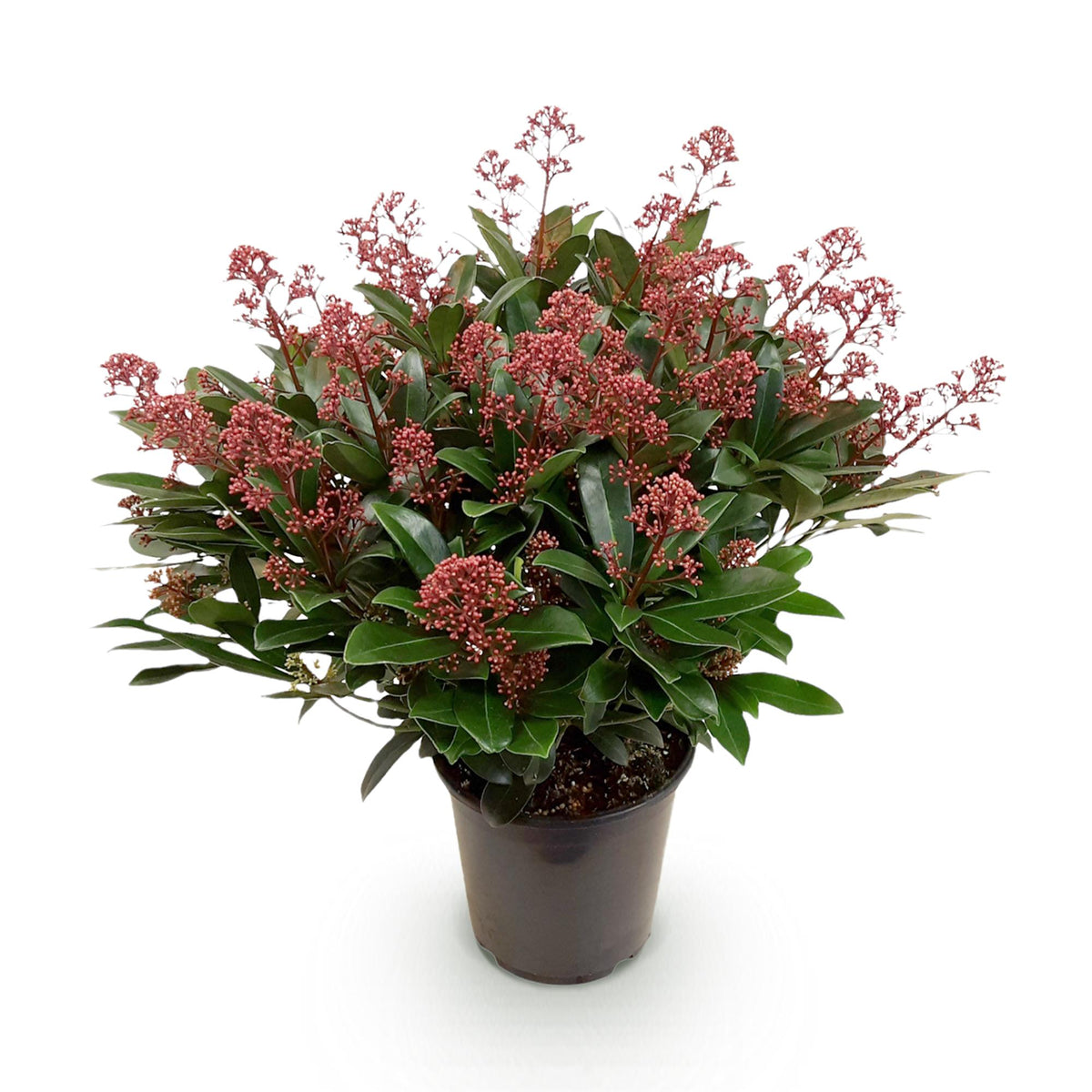 1x Skimmia japonica 'Rubella' – Japanese skimmia – Red buds, followed by white flowers – pot Ø 19 cm – height 60 cm including pot