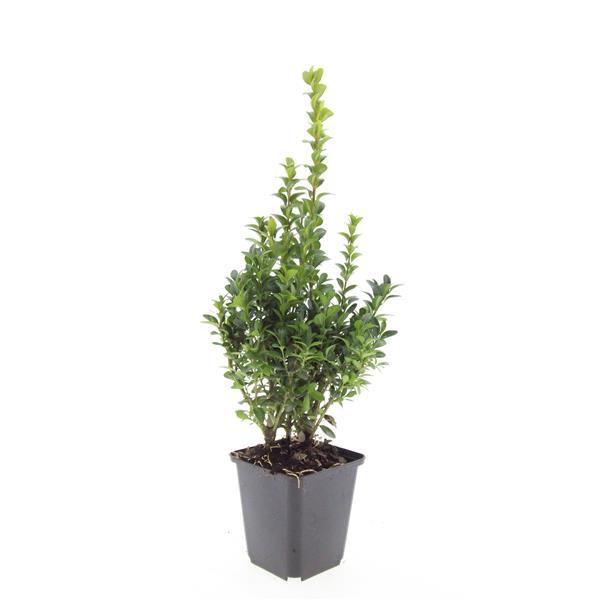 24x Buxus Sempervirens - ↕10-25cm - Ø9cm – HaGa-Welt