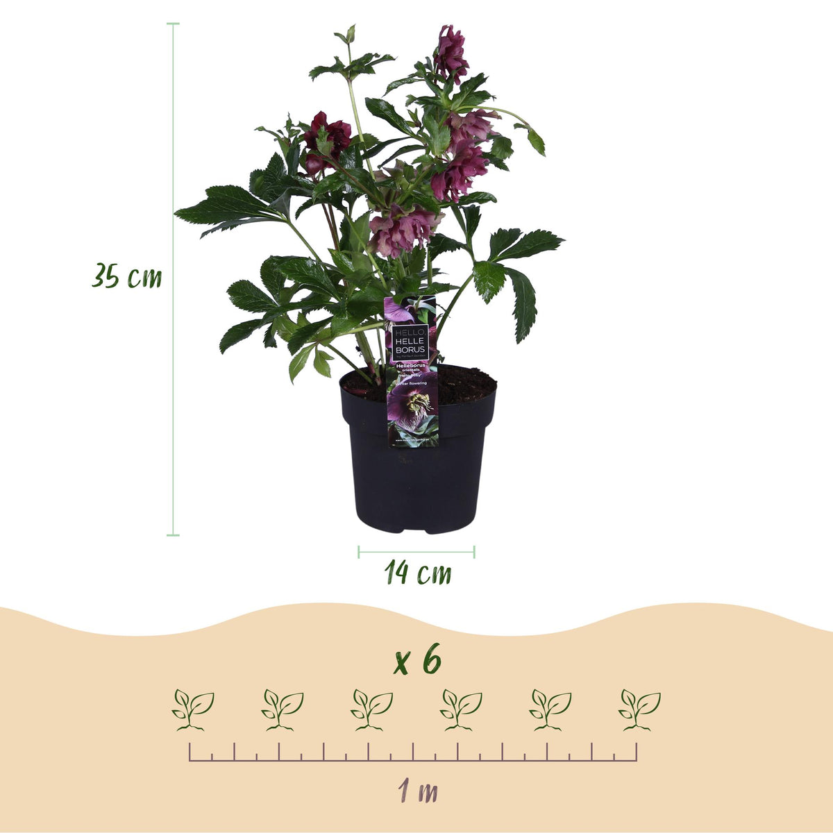 1x Helleborus orientalis 'Double Ellen Red' – Lenzrose – Rot – Topf Ø 14 cm – Höhe 35 cm inkl. Topf